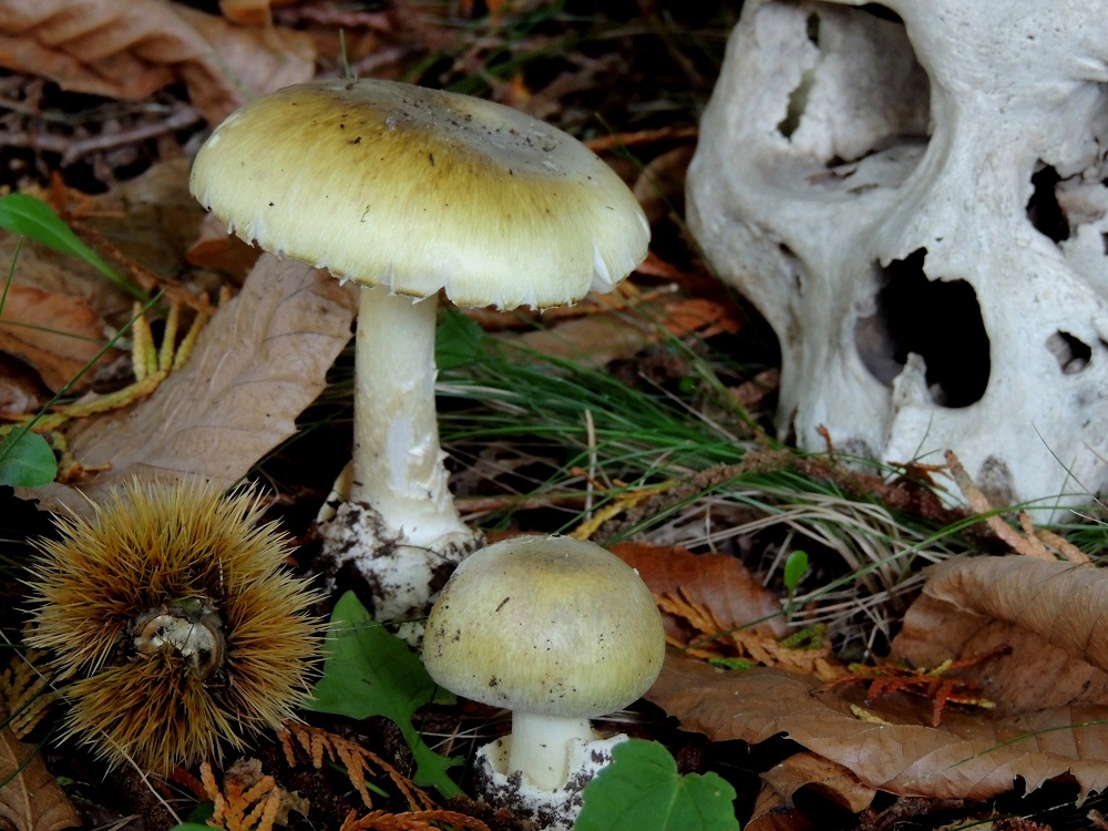 Death cap mushrooms make fall appearance in urban areas